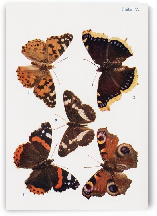 Different types of butterflies. Illustration by W.S.Furneaux. From the book Butterflies, Moths and Other Insects and Creatures of the Countryside. Published 1927. by PacificStock