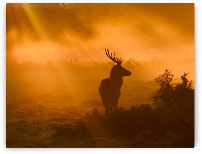 Guard Of Light by 1x