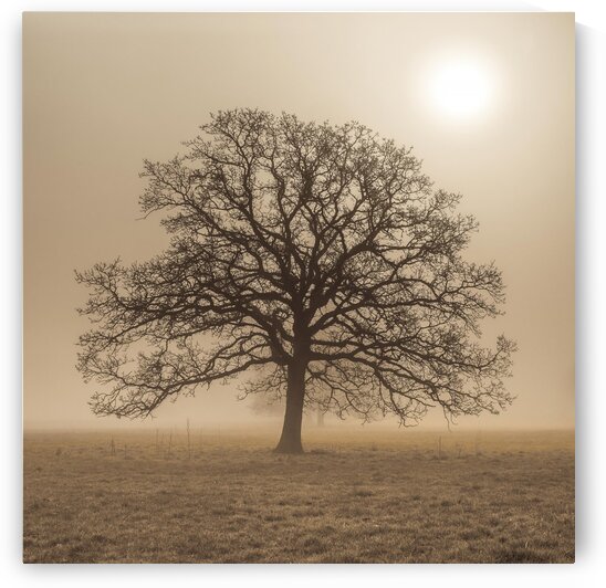 Trees in grass fields by Assaf Frank