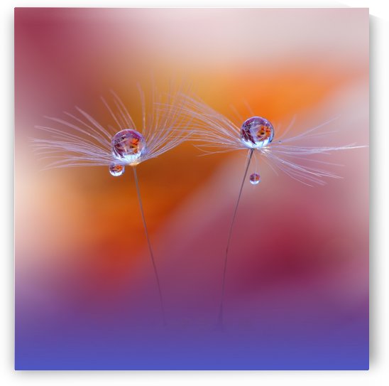 Two Worlds by Juliana Nan  by 1x