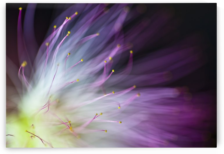 The Will-o-the-Wisp by 1x