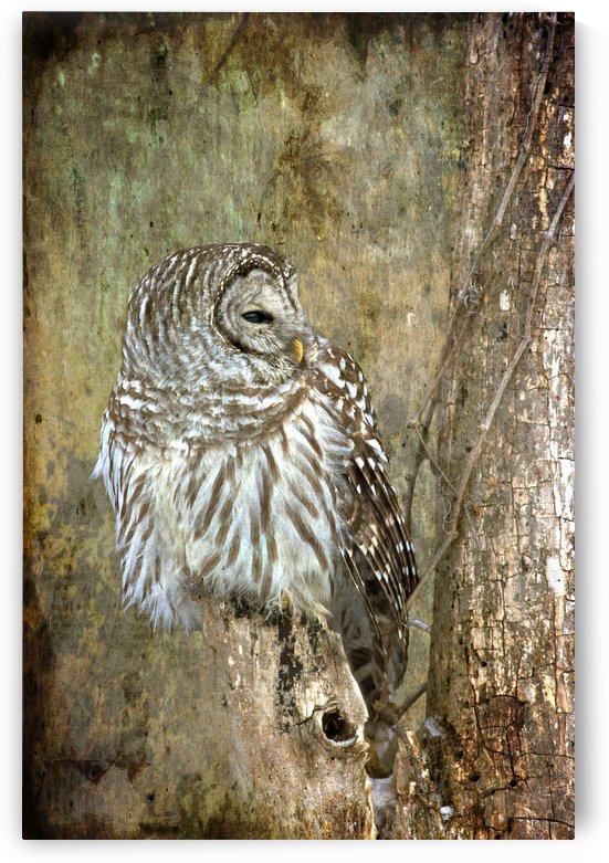 Grungy_Owl by Michel Soucy