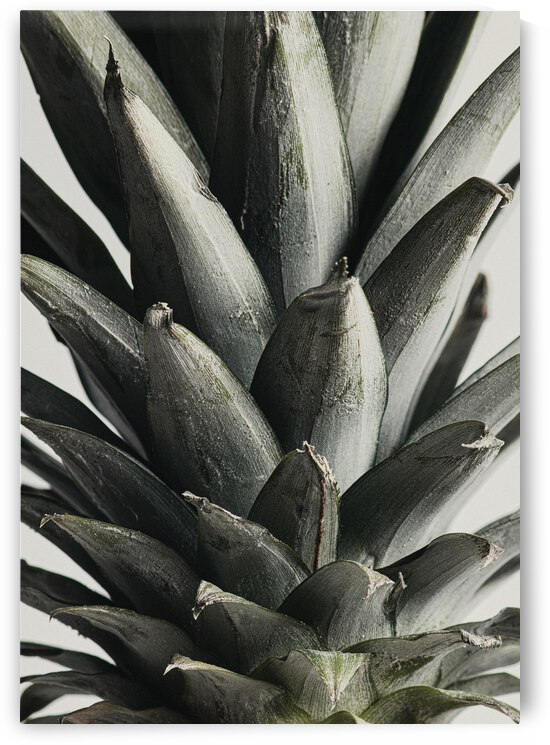 Pineapple close up by 1x