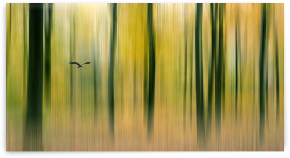 Searching for prey by 1x