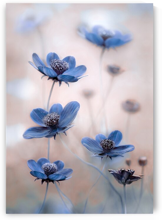 Cosmos blue by 1x