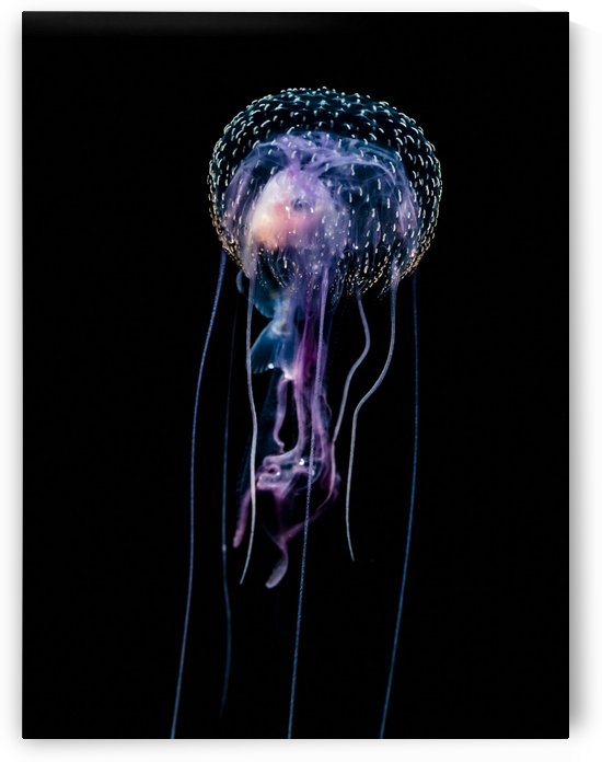 Jellyfish (Pelagia noctiluca) with fish prey photographed during a blackwater scuba dive several miles offshore of a Hawaiian Island at night; Hawaii, United States of America by PacificStock