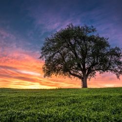 Lonely Tree at Sunset