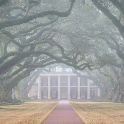 Foggy Oak Alley