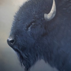 Bison