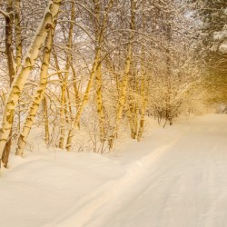 Chemin de forêt  au soleil levant