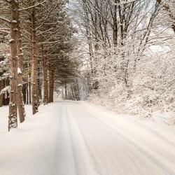 Chemin de forêt enneigé