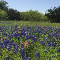 Texas Bluebonnet Afternoon
