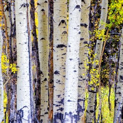 Aspen Trees
