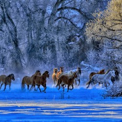 Horses in Hoar Frost